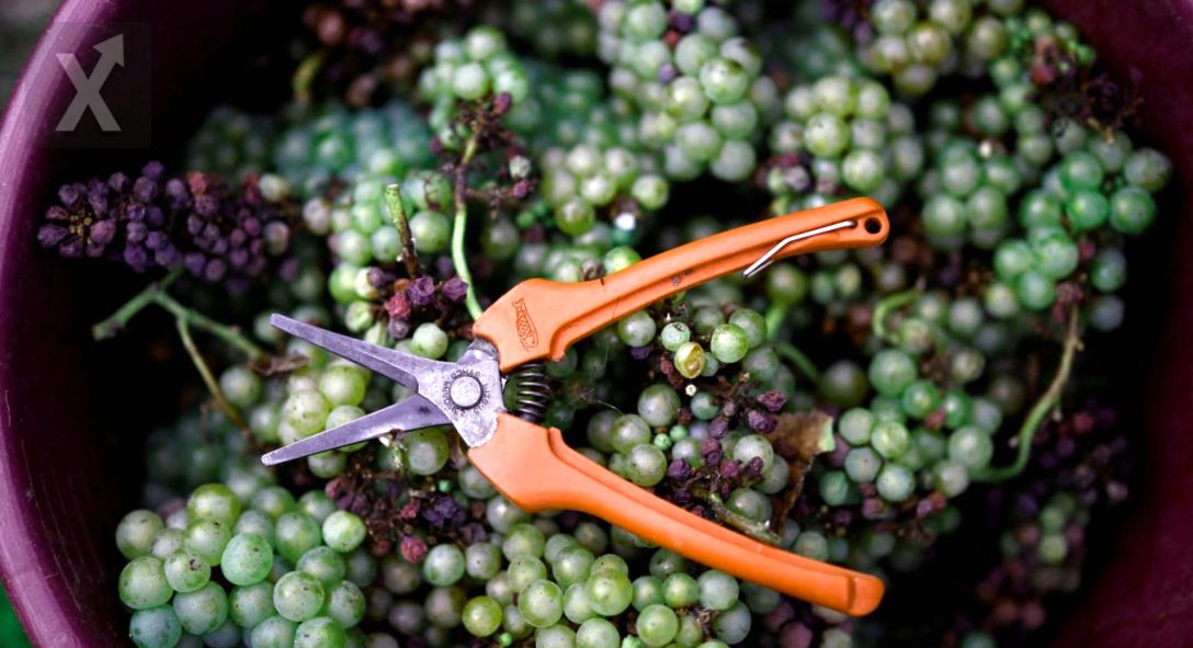 La Crisis del Vino: La Producción Mundial Alcanza Niveles Históricos Bajos